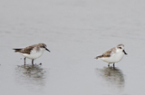 Red-necked Stint & Spoon-billed Sandpiper 