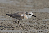 White-faced Plover 