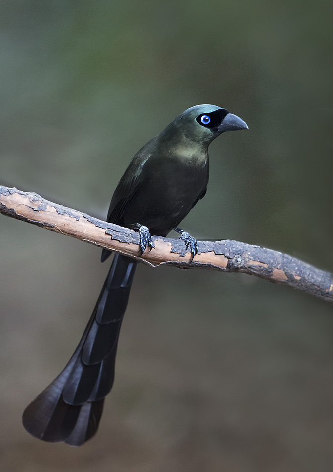 Racket-tailed Treepie 