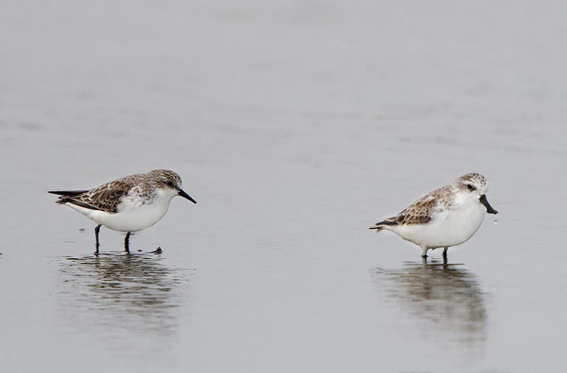 Red-necked Stint & Spoon-billed Sandpiper 