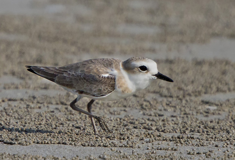 White-faced Plover