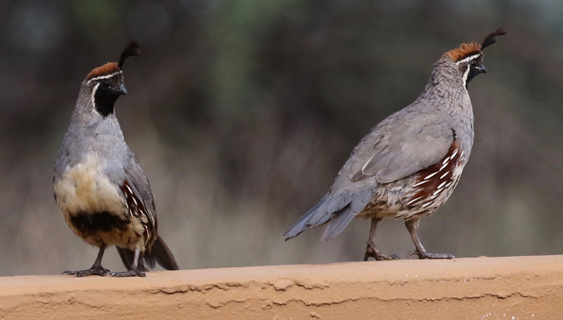 Gambel's Quail. Photo by Frank Mantlik.