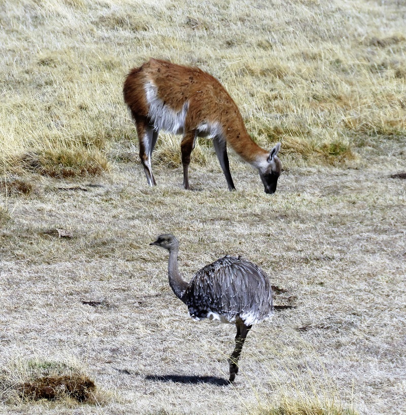 Guanaco & Lesser Rhea. Photo by Gina Nichol. 