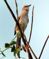 Bahama Mockingbird