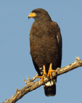 Cuban Black Hawk 