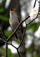 Cuban Solitaire