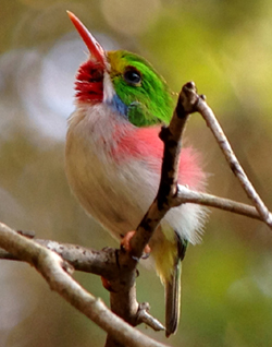 Cuban Tody. Photo by Gina Nichol.