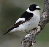 Collared Flycatcher 