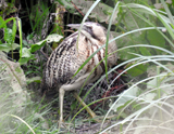 Great Bittern 