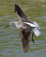 Marsh Sandpiper 