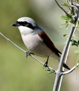 Red-backed Shrike