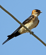 Red-rumped Swallow 