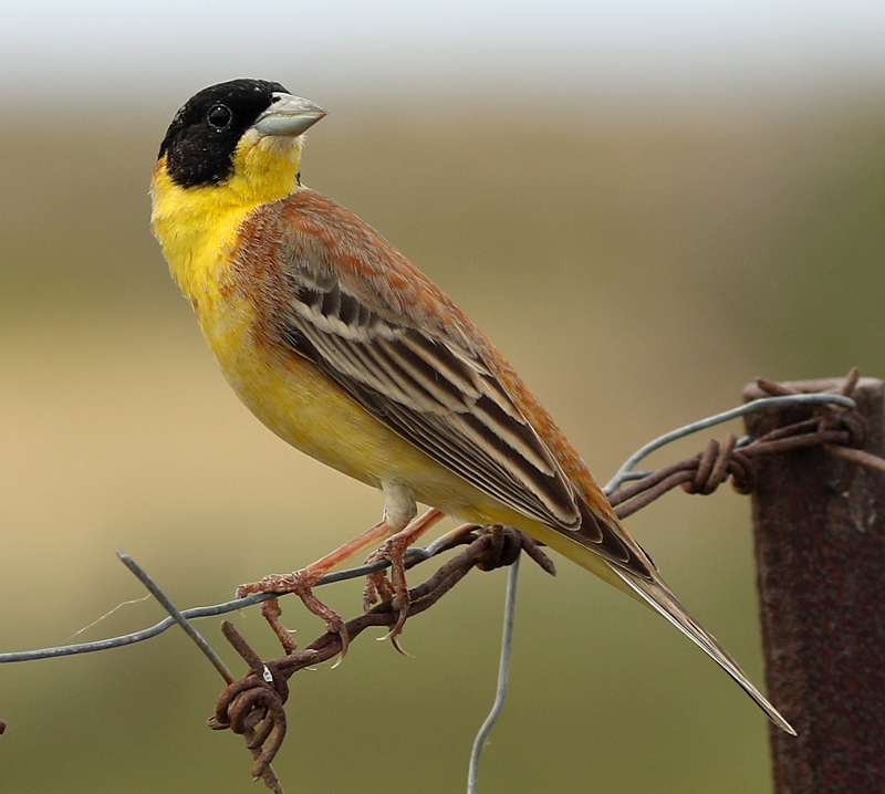 LESVOS, Greece - Black-headed Bunting 