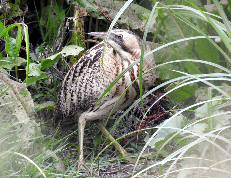 LESVOS, Greece - Great Bittern 