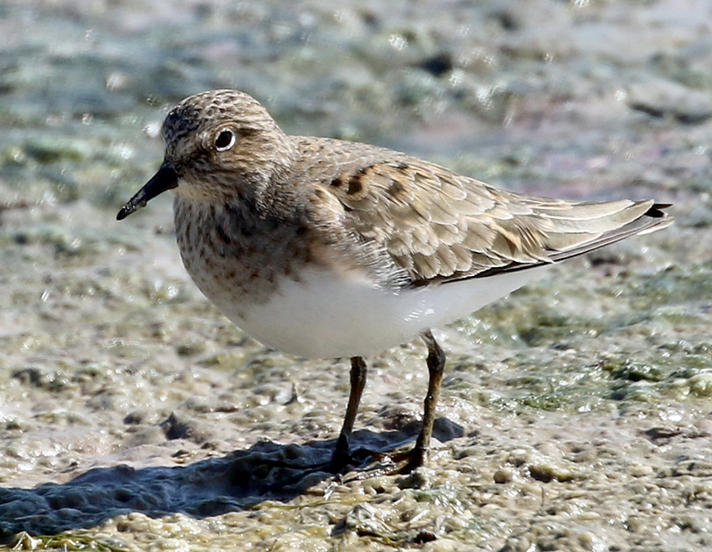 LESVOS, Greece - Temminck's Stint 