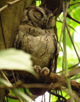 Indian Scops Owl