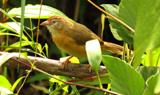 Tawny-bellied Babbler