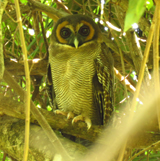 Brown Wood Owl