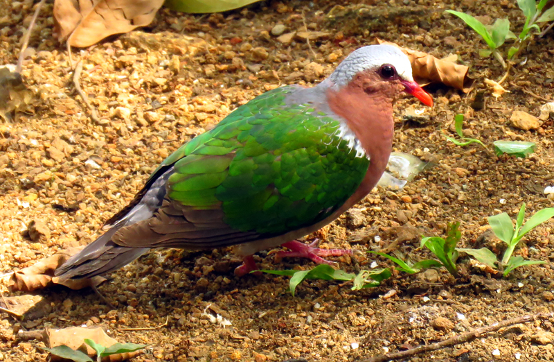 SRI LANKA - Emerald Dove