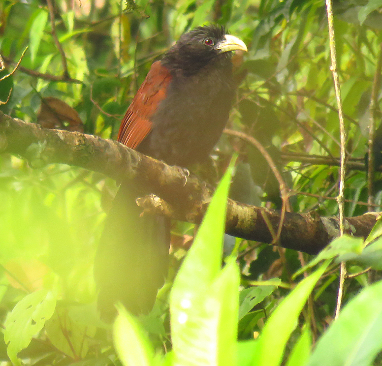 SRI LANKA - Green-billed Coucal 