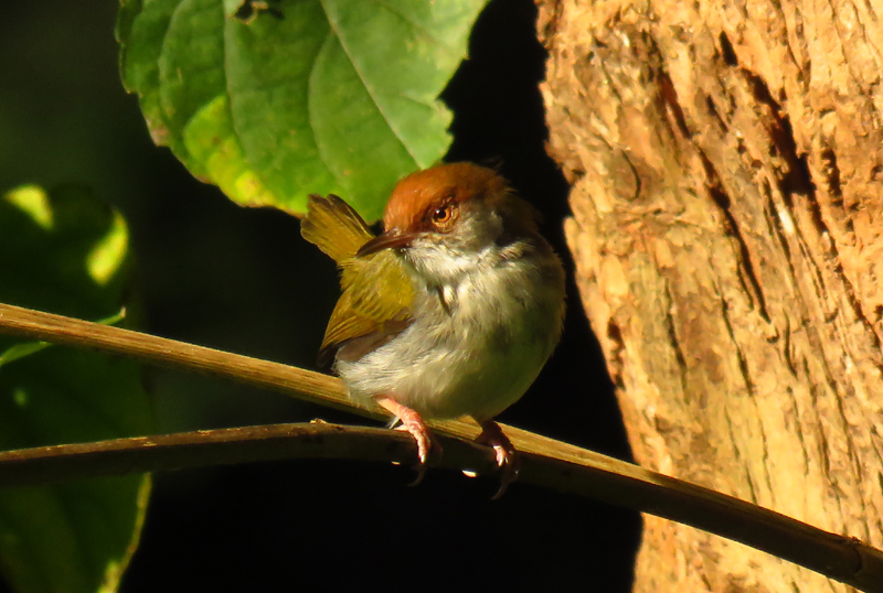 SRI LANKA - Common Tailorbird