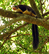 Giant Squirrel