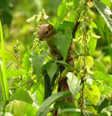 Indian Palm Squirrel