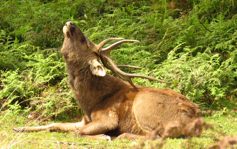 SRI LANKA - Sambar