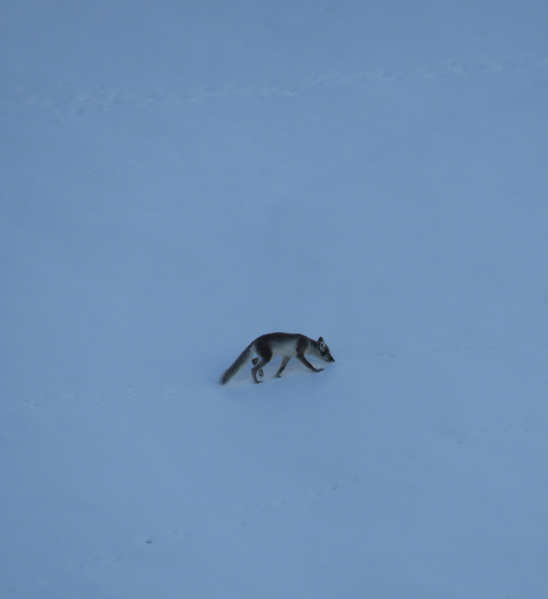 Arctic Fox