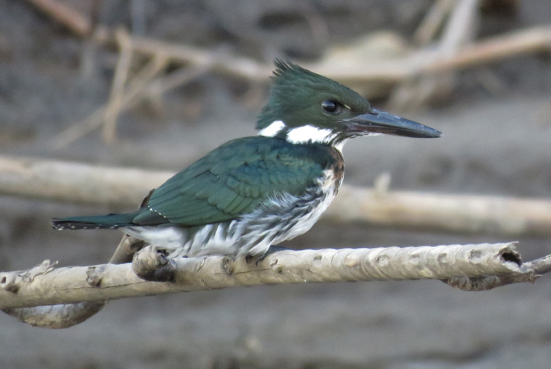 Amazon Kingfisher. Photo  Gina Nichol. 