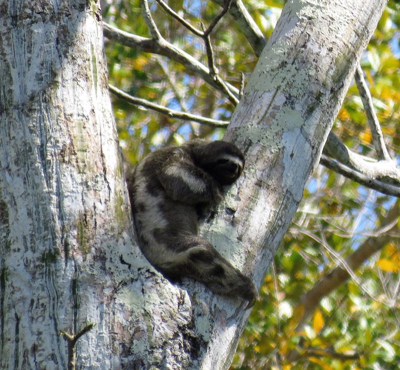 Brown-throated Three-toed Sloth. Photo  Gina Nichol. 