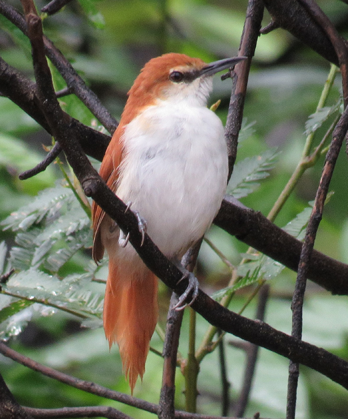 Red-and-white Spinetail. Photo  Gina Nichol. 