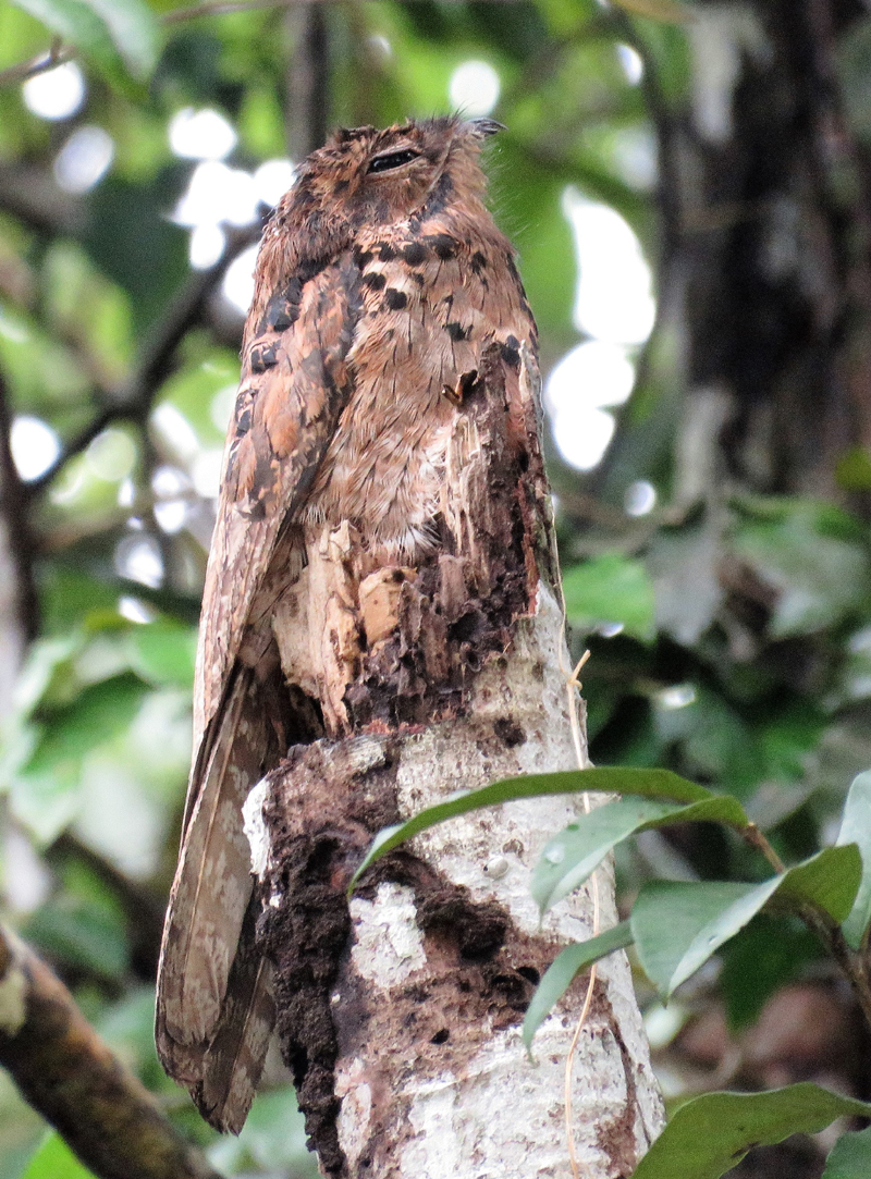 Common Potoo. Photo  Gina Nichol. 