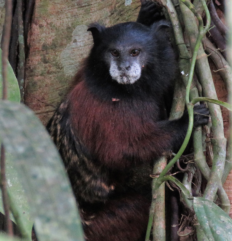 Saddle-backed Tamarin. Photo  Gina Nichol. 