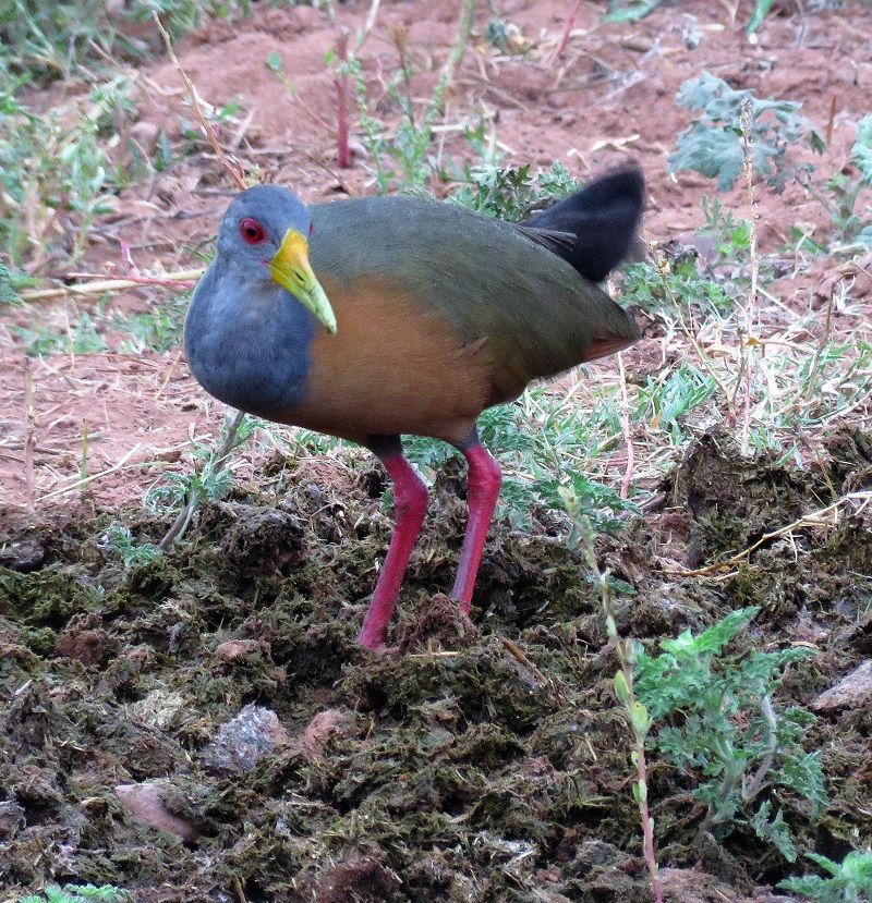 Giant Wood Rail. Photo © Gina Nichol. 