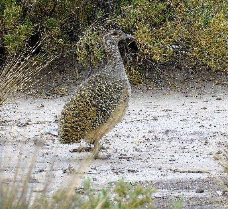 Ornate Tinamou. Photo © Gina Nichol. 