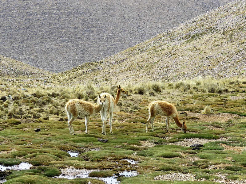 Vicuna. Photo © Gina Nichol. 