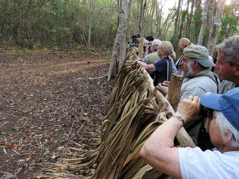 Watching Quail-Doves. Photo  Gina Nichol. 