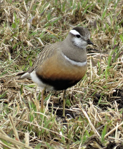 Eurasian Dotterel . Photo by Gina Nichol.