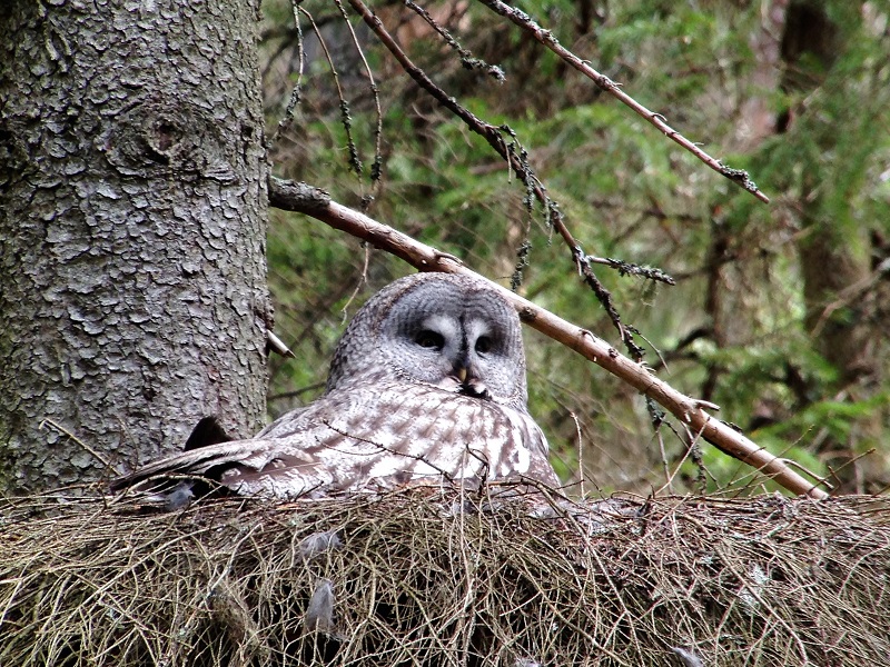 Great Gray Owl . Photo © Gina Nichol. 