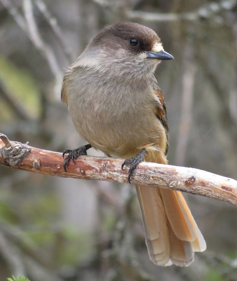 Siberian Jay. Photo © Gina Nichol. 