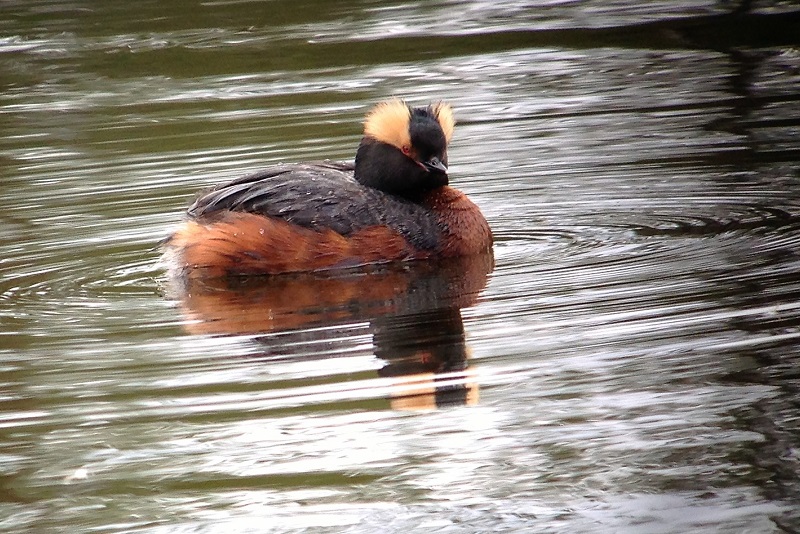 Slavonian/Horned Grebe. Photo © Gina Nichol. 