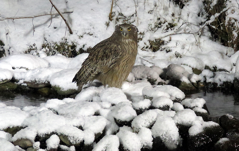 Blackiston's Fish Owl. Photo  Gina Nichol.