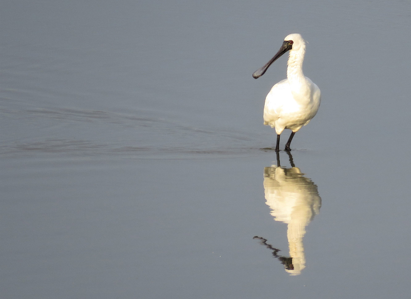 Black-faced Spoonbill. Photo  Gina Nichol. 