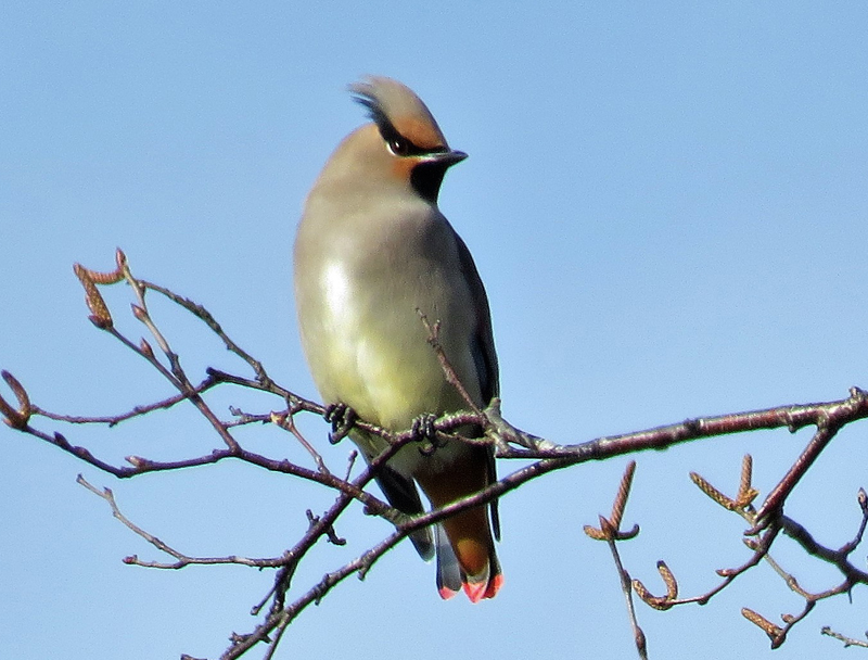 Japanese Waxwing. Photo  Gina Nichol. 