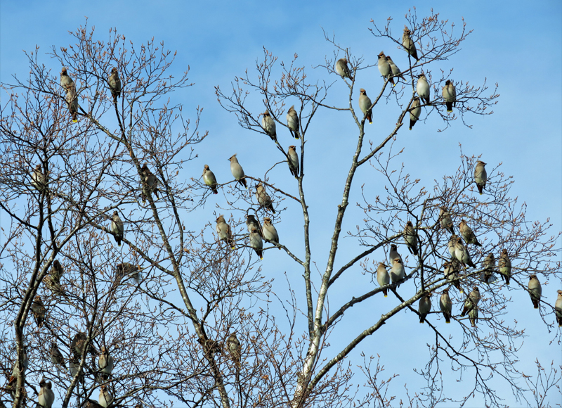 Bohemian Waxwings (and one Japanese Waxwing). Photo  Gina Nichol. 