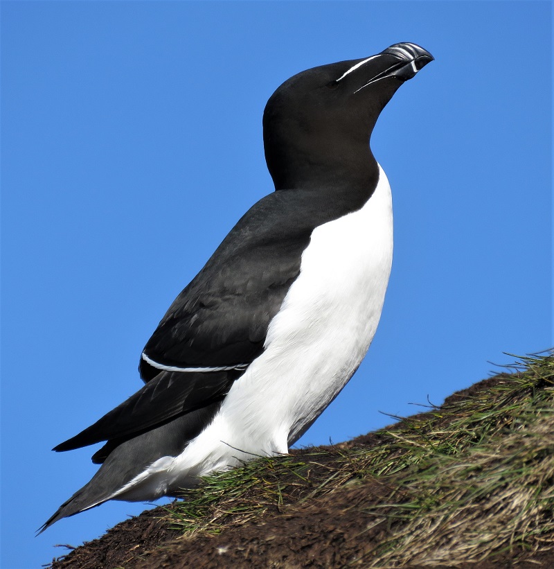 Razorbill. Photo © Gina Nichol. 