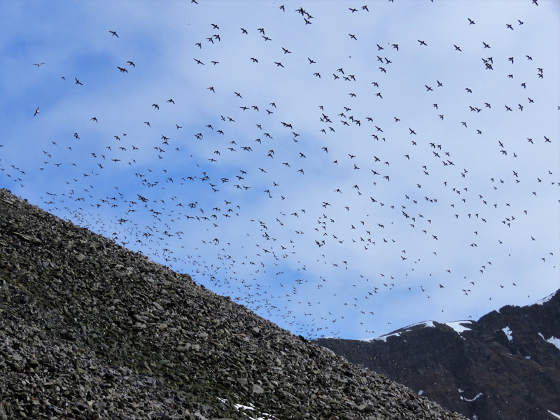 Dovekie Colony (heaven!). Photo  Gina Nichol. 