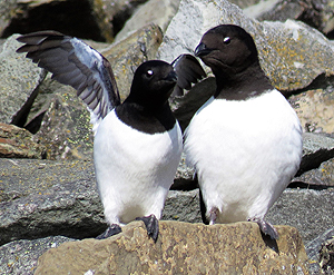 Little Auks. Photo by Gina Nichol.