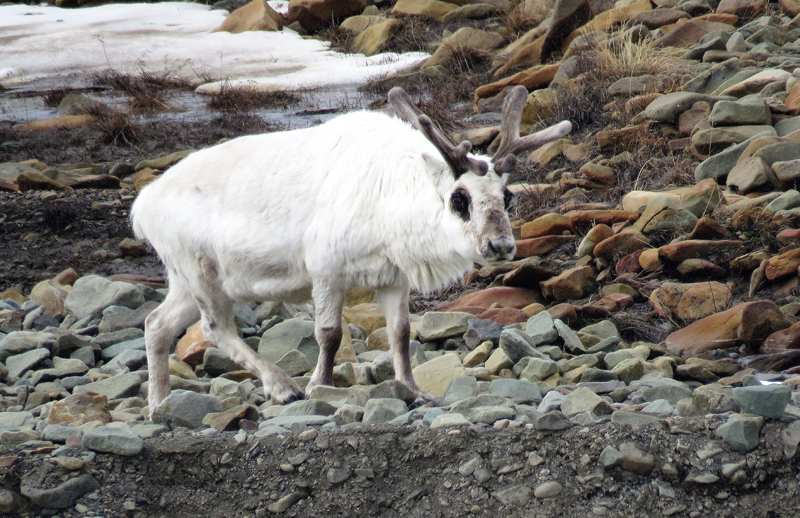 Svalbard Reindeer. Photo  Gina Nichol.